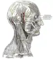 頭皮、臉部與側頸的神經。
