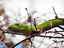 A bright lime-green snake on a dark background