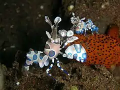 一對正在獵食海星的油彩蠟膜蝦