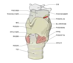 喉頭的韌帶，安特羅(Antero)橫向視圖.