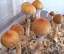 迷幻蘑菇(古巴裸蓋菇 Psilocybe cubensis)含有裸蓋菇鹼和脫磷酸裸蓋菇素