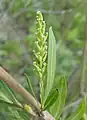 Female flowering catkin on a willow (柳树 sp.)