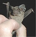Thumbnail for version as of 22:58, 27 July 2009