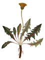 Thumbnail for version as of 23:46, 16 December 2012